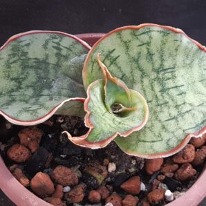 Sansevieria kirkii cv. Silver Blue | 89