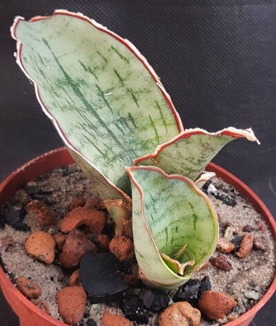 Sansevieria kirkii cv. Silver Blue