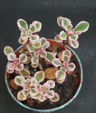 Sedum spurium 'Tricolor'