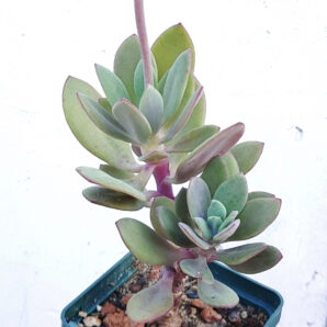 Senecio fulgens | 97