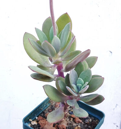 Senecio fulgens