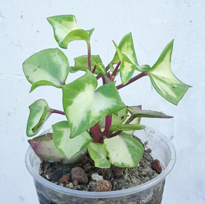 Senecio macroglossus var.