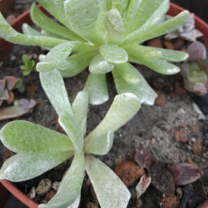 Senecio scaposus var. addoensis