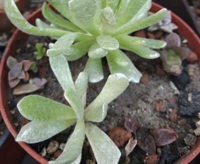 Senecio scaposus var. addoensis