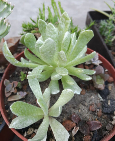 Senecio scaposus var. addoensis
