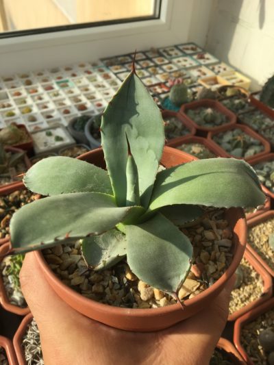 Agave parryi v. tricata 'Huntington'