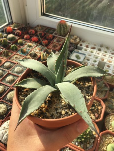 Agave parryi LZ2076