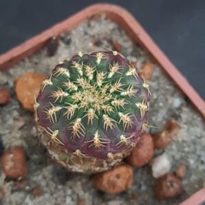 Sulcorebutia rauschii gold | 88