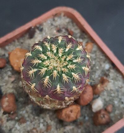 Sulcorebutia rauschii gold