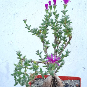 Trichodiadema bulbosum | 104