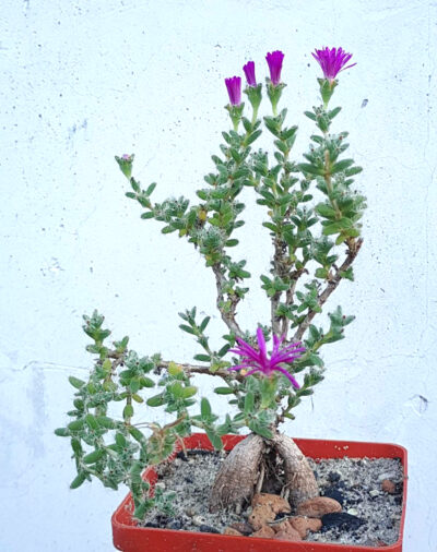 Trichodiadema bulbosum