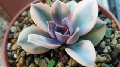 Echeveria "Rainbow" var.