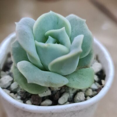 ECHEVERIA "LOVELY ROSE"