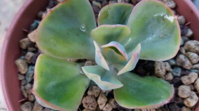 Echeveria “ANFANG” variegata - Зображення 2