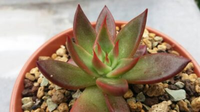 ECHEVERIA agavoides "SPAIN"