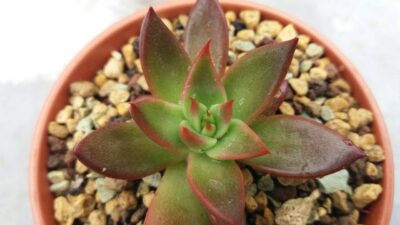 ECHEVERIA agavoides "SPAIN" - Зображення 2