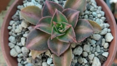 AEONIUM "FLY"