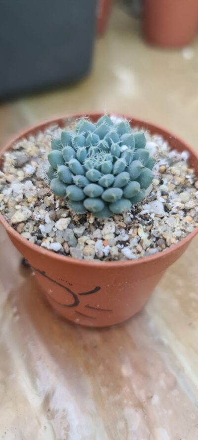 ECHEVERIA "RUNDELLII" - Зображення 3