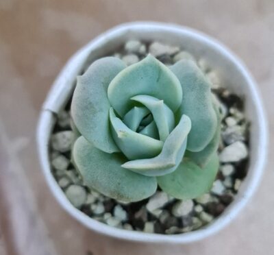 ECHEVERIA "LOVELY ROSE" - Зображення 2