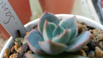 Echeveria "Santa Levis" - Зображення 3