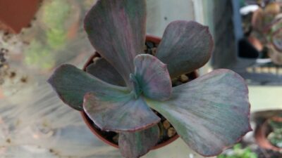 Echeveria 'Suyon Frill' Variegata - Зображення 3