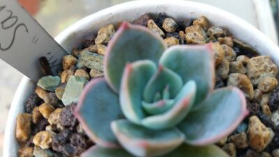 Echeveria "Santa Levis" - Зображення 5