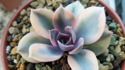 Echeveria "Rainbow" var. - Зображення 2