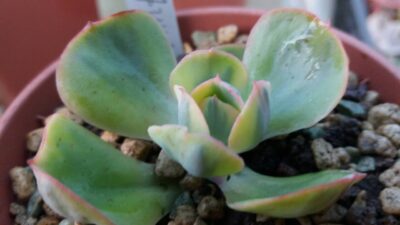 Echeveria “ANFANG” variegata