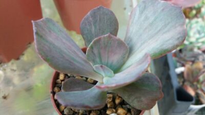 Echeveria 'Suyon Frill' Variegata - Зображення 2
