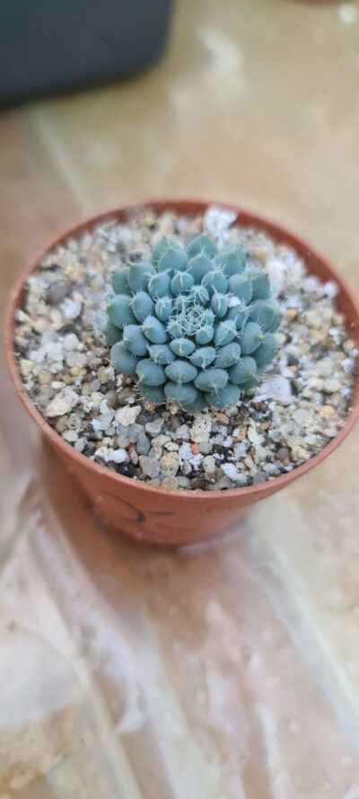 ECHEVERIA "RUNDELLII" - Зображення 2