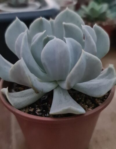 ECHEVERIA "TOPSY TURVY"