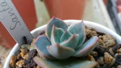 Echeveria "Santa Levis" - Зображення 2