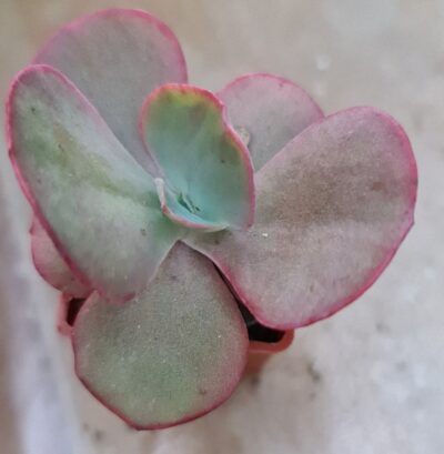 ECHEVERIA "FIRE LIGHT" - Зображення 2