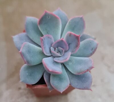 ECHEVERIA "FIONA" - Зображення 2
