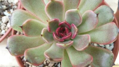 ECHEVERIA "BLACK ROSE"
