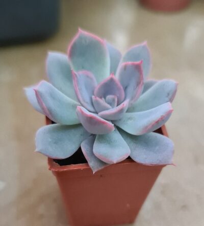 ECHEVERIA "FIONA"