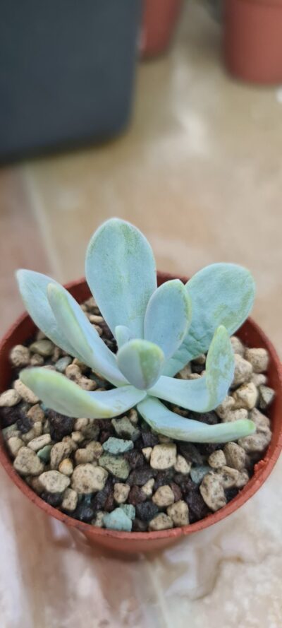 ECHEVERIA "DUSTY ROSE" variegata