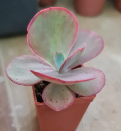 ECHEVERIA "FIRE LIGHT"