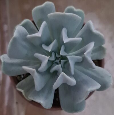 ECHEVERIA "TOPSY TURVY" - Зображення 2
