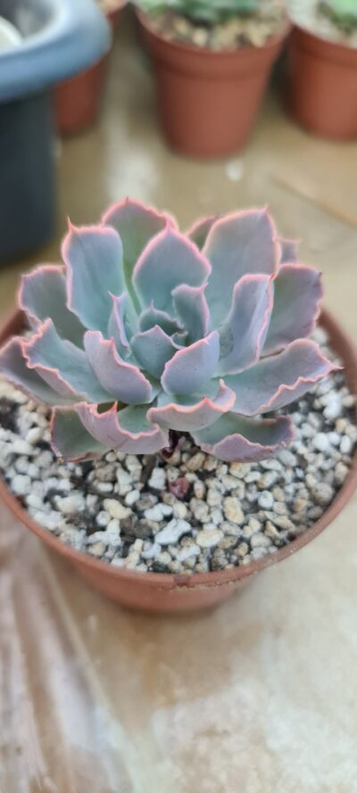 ECHEVERIA "NEON BREAKERS"