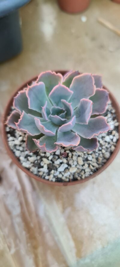 ECHEVERIA "NEON BREAKERS" - Зображення 2