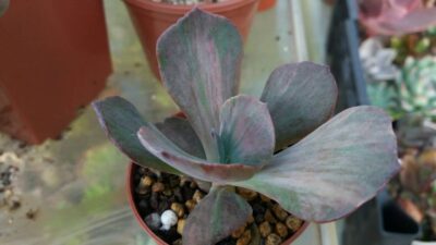 Echeveria 'Suyon Frill' Variegata