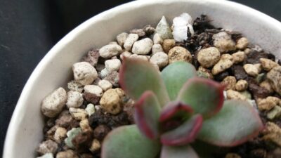 ECHEVERIA "BLACK ROSE" - Зображення 2