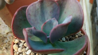 Еcheveria "Prima Donna"