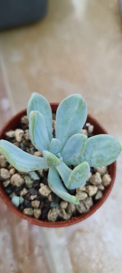 ECHEVERIA "DUSTY ROSE" variegata - Зображення 2