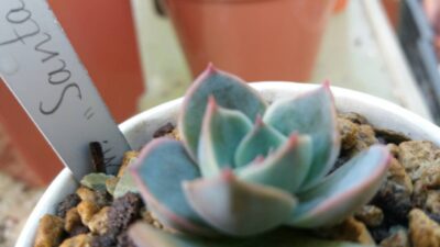 Echeveria "Santa Levis" - Зображення 4