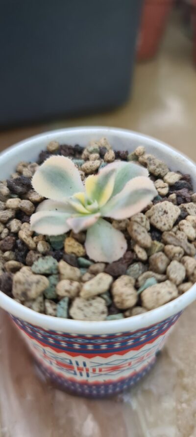 AEONIUM "STARBURST"