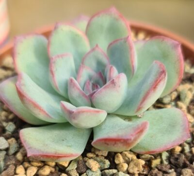 ECHEVERIA "BRAVE"