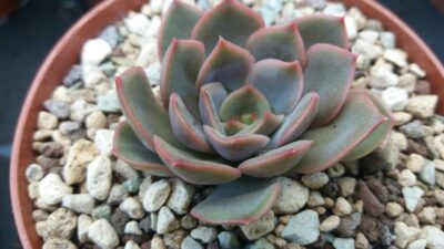 ECHEVERIA "VERONA" - Зображення 2