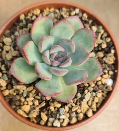 ECHEVERIA "BRAVE" - Зображення 2